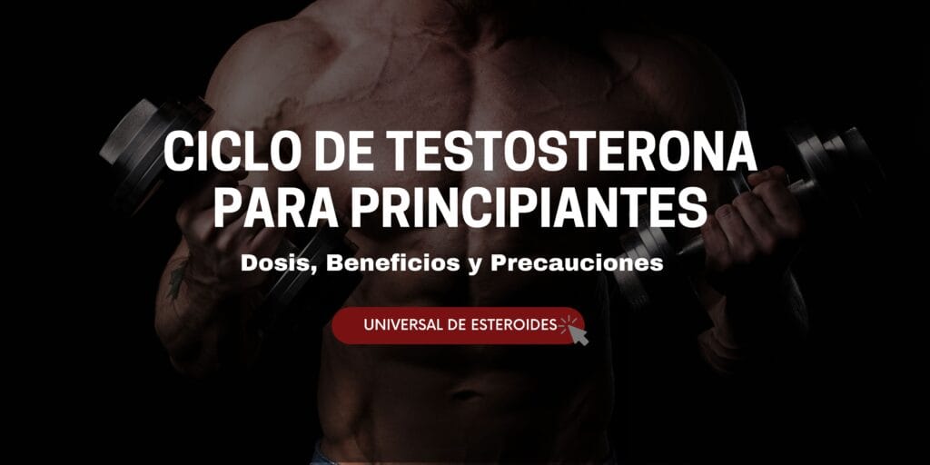 ciclo de testosterona